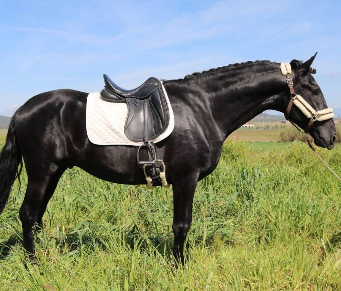 Intero PRE Andaluso In vendita 2021 Nero