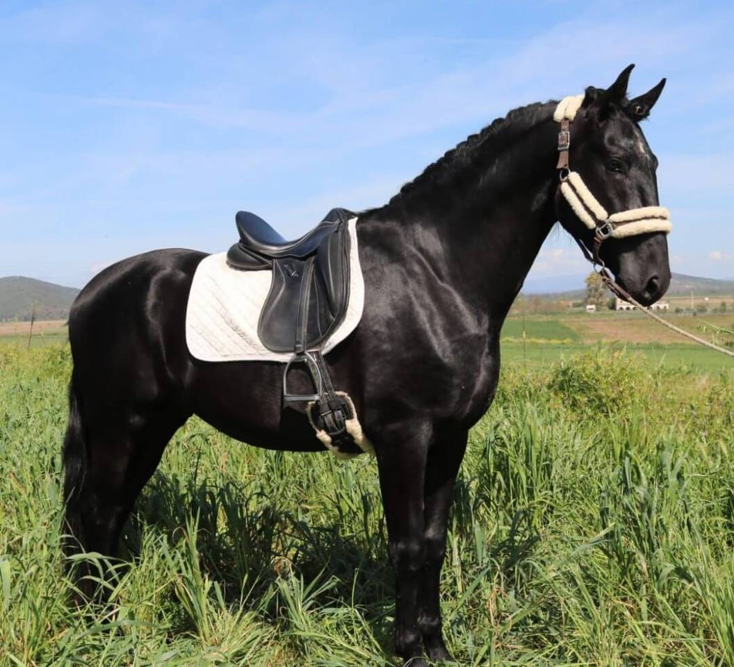 Intero PRE Andaluso In vendita 2021 Nero