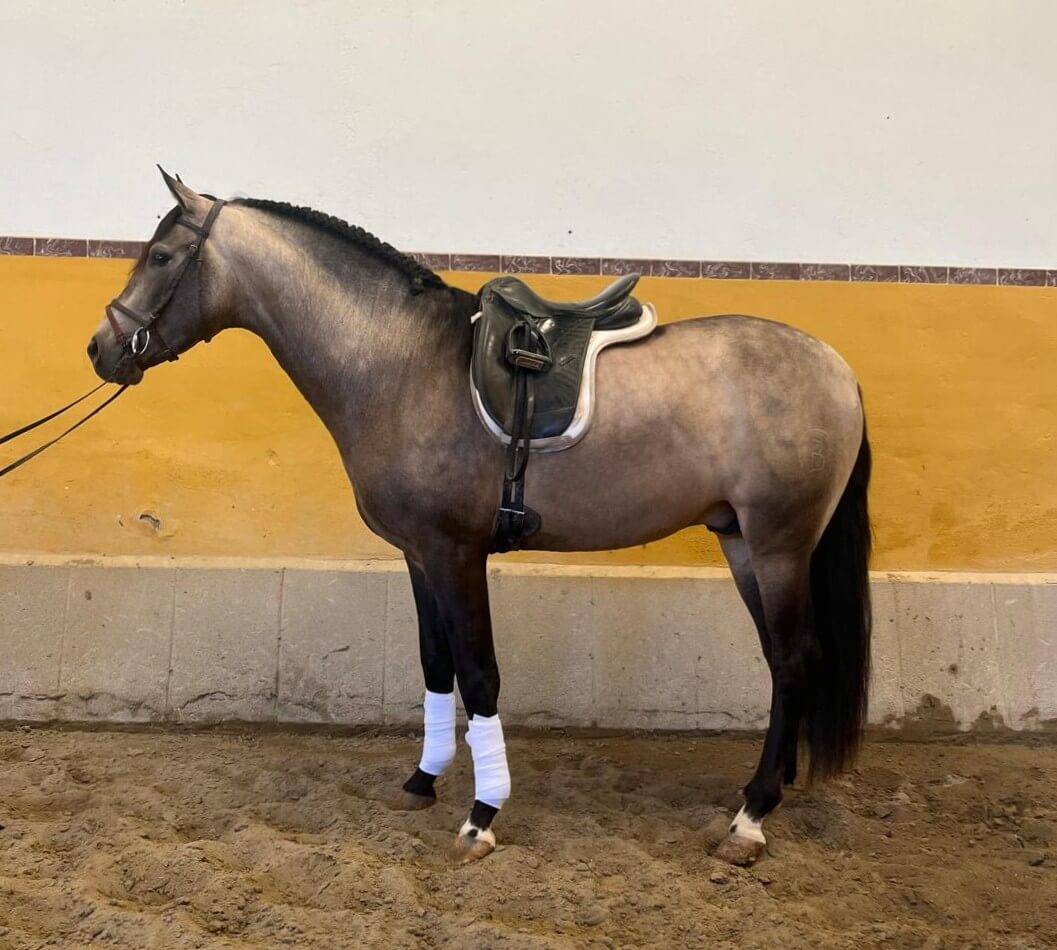 Intero PRE Andaluso In vendita 2022 Baio