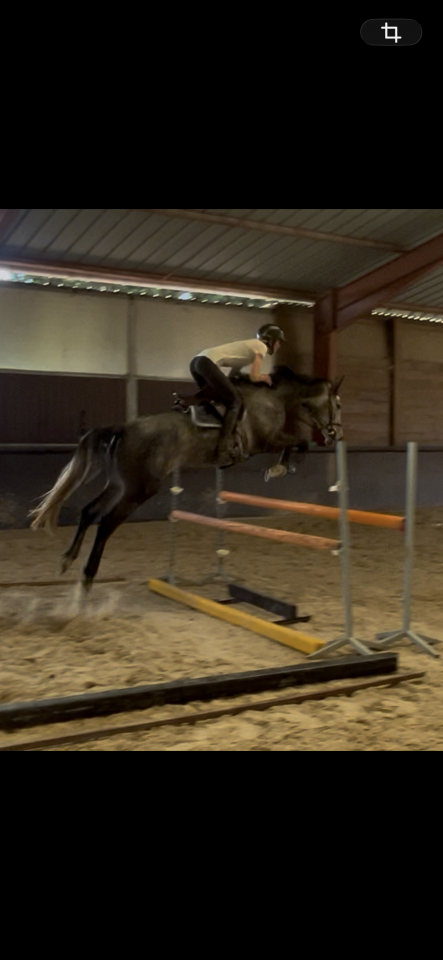 Cavalla Sella Francese In vendita 2021 Grigio ,  KAP KENNEDY