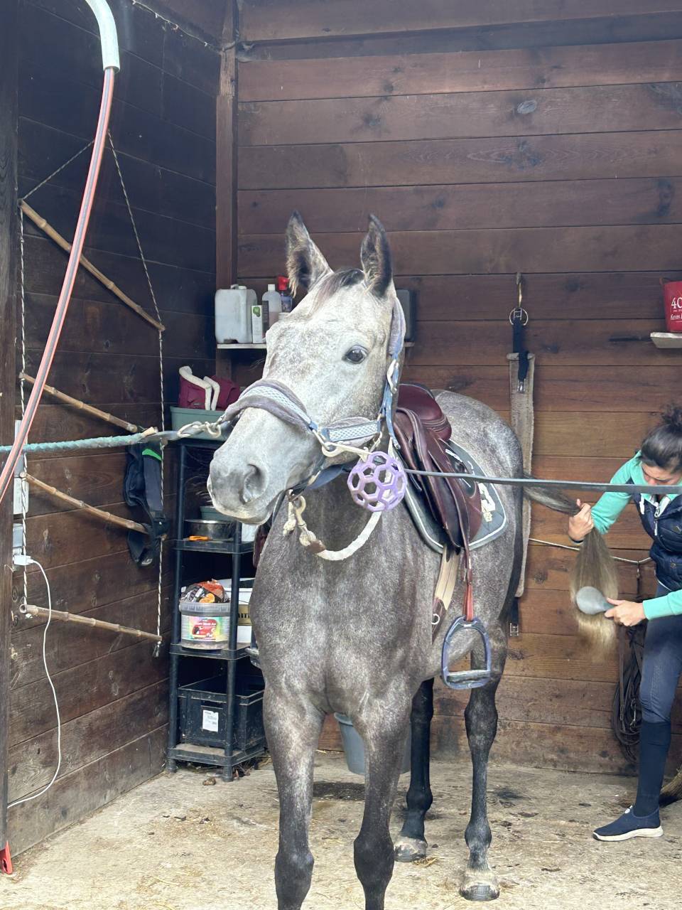 Cavalla Sella Francese In vendita 2021 Grigio ,  KAP KENNEDY