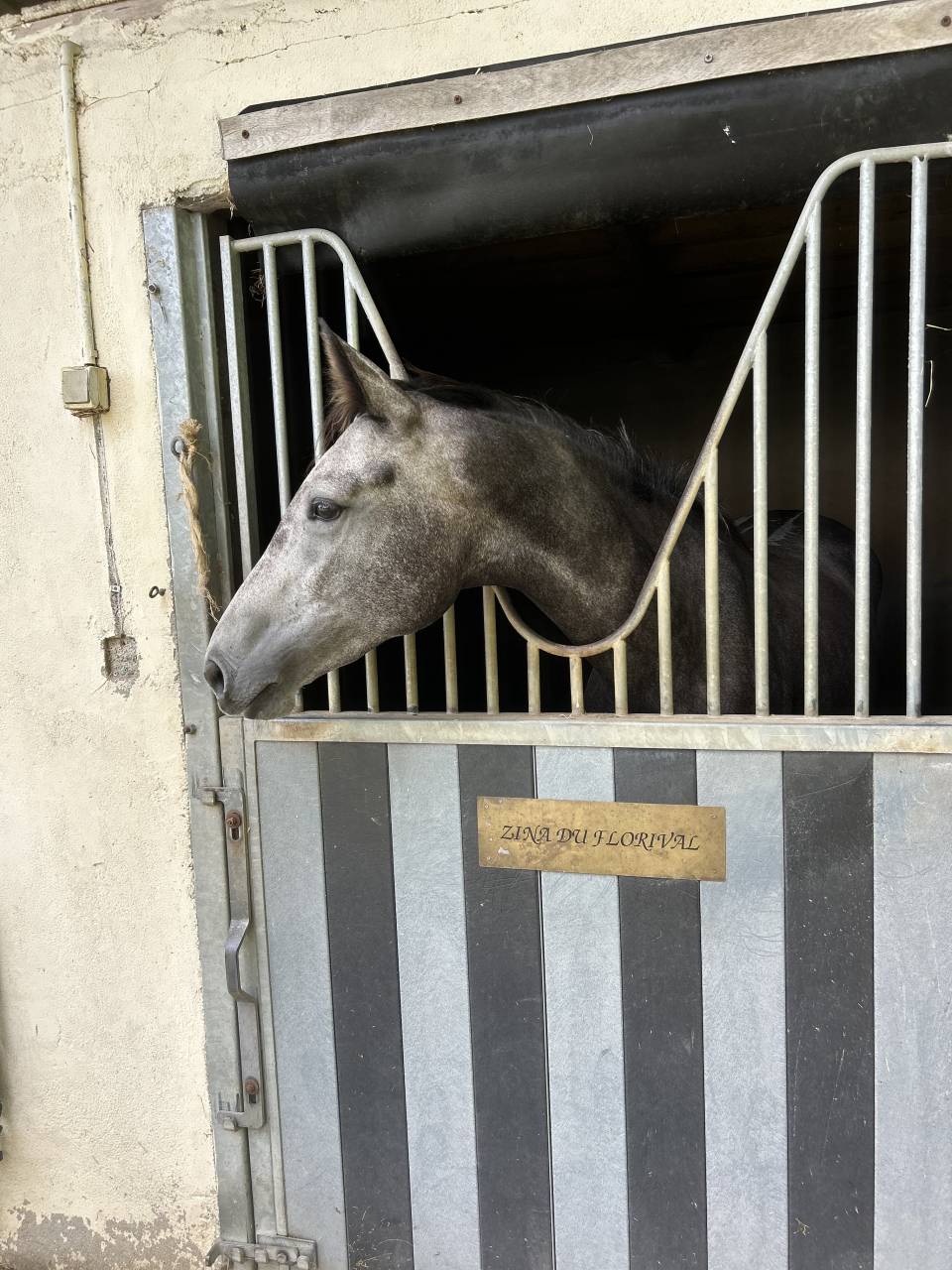 Cavalla Sella Francese In vendita 2021 Grigio ,  KAP KENNEDY