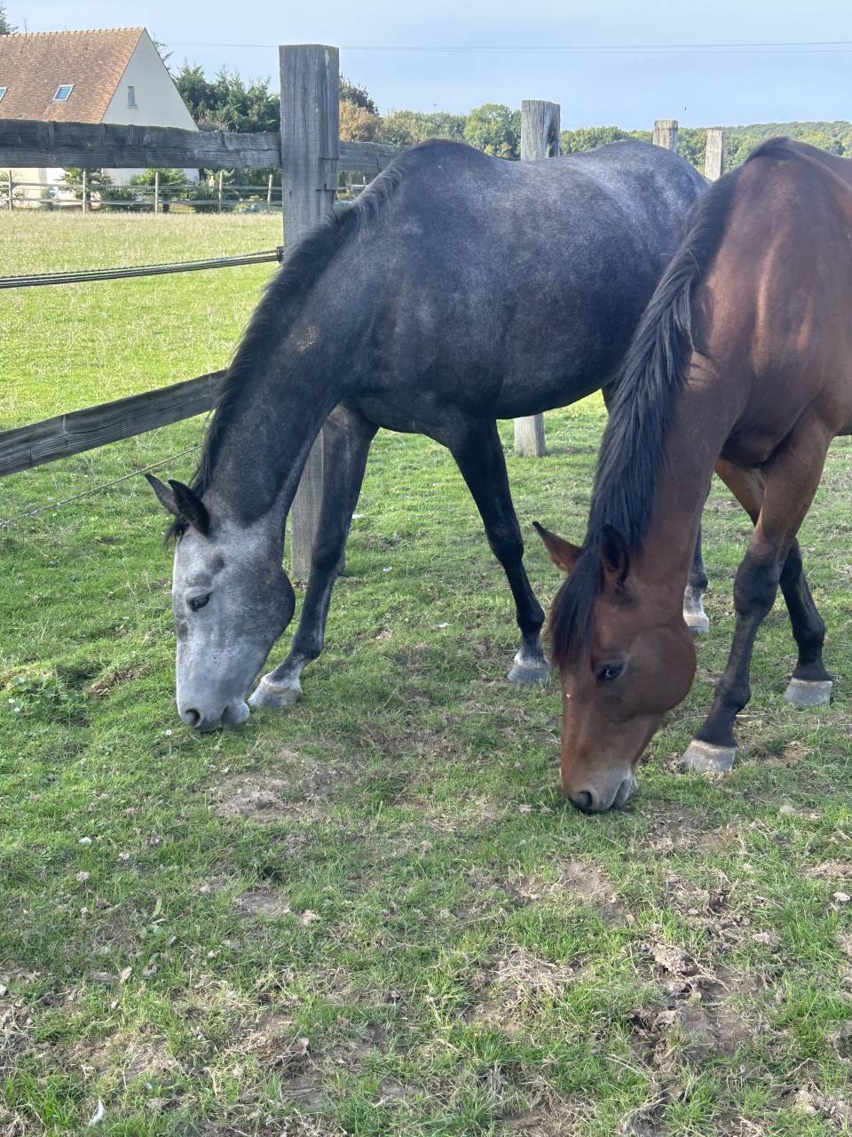 Cavalla Sella Francese In vendita 2021 Grigio ,  KAP KENNEDY