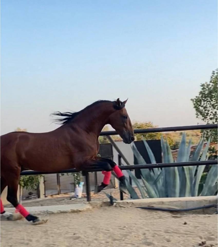 Intero PRE Andaluso In vendita 2018 Baio