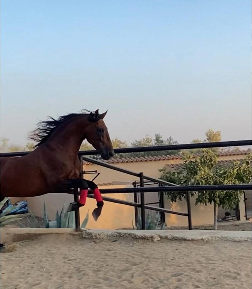 Intero PRE Andaluso In vendita 2018 Baio