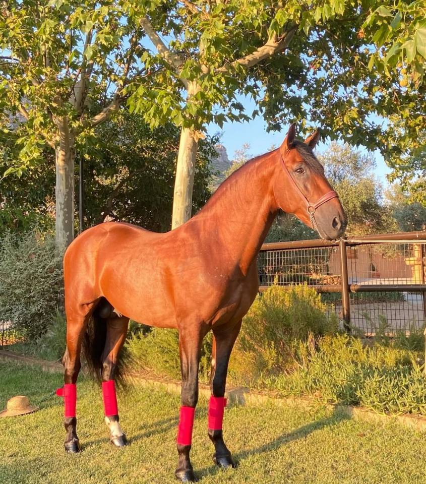 Intero PRE Andaluso In vendita 2018 Baio