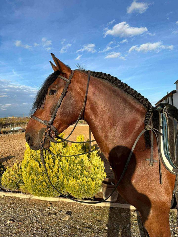 Intero PRE Andaluso In vendita 2021 Grigio