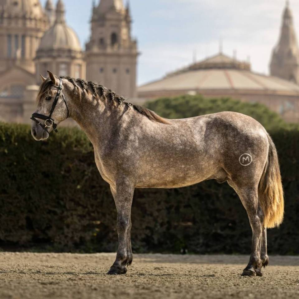 Intero PRE Andaluso In vendita 2022 Grigio